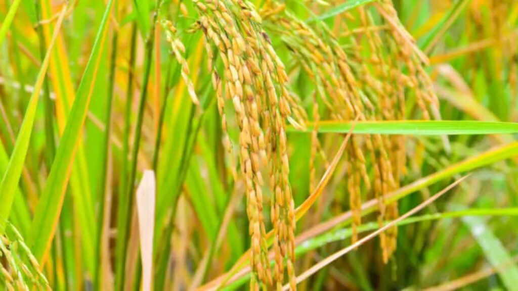 Paddy Cultivation Tips