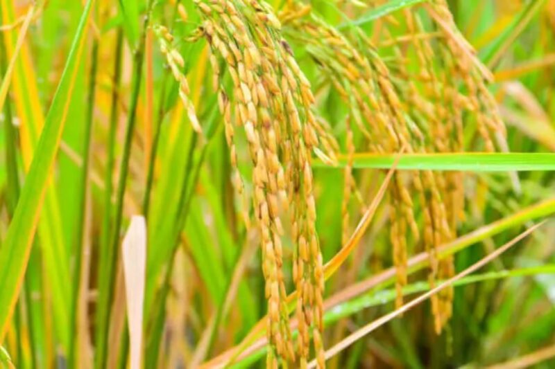 Paddy Cultivation Tips 2026: कम लागत में बंपर उत्पादन देने वाली टॉप किस्में, किसान इन प्रजातियों से कर सकते हैं बुवाई