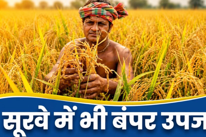 Paddy New Variety CR धान 807: 110 दिनों में तैयार, सूखे में भी देगी भरपूर पैदावार, छोटे किसानों के लिए वरदान साबित होगी यह वैरायटी