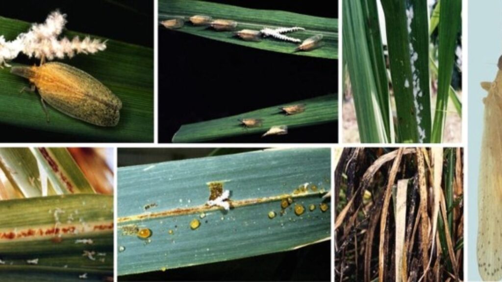 Pest Attack in Sugarcane Crop