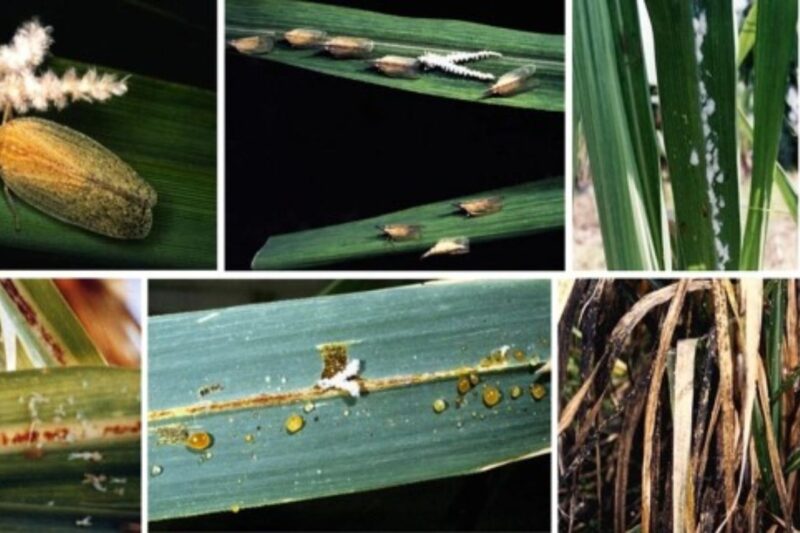 Pest Attack in Sugarcane Crop: गन्ने की फसल पर मंडरा रहा दोहरे कीटों का खतरा, उत्तर प्रदेश में किसानों के लिए जारी हुआ अलर्ट, अप्रैल-जून में रखें खास सावधानी