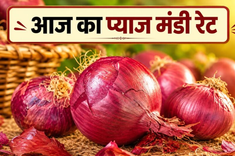 Pyaj Mandi Bhav 13 May 2026: प्याज के मंडी भाव में उतार चढ़ाव जारी, आज औसत भाव 2400 रुपये प्रति क्विंटल के करीब, किसानों की चिंता बढ़ी