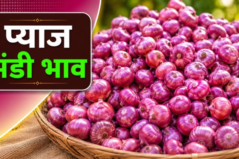 Pyaj Mandi Bhav 14 May 2026: शादी-ब्याह के सीजन से पहले देशभर में जल्द बढ़ने वाले हैं प्याज के दाम, जानें आज के ताजा प्याज मंडी भाव