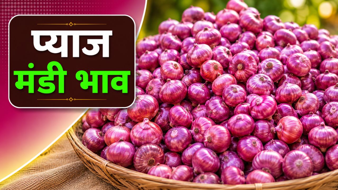 Pyaj Mandi Bhav 14 May 2026