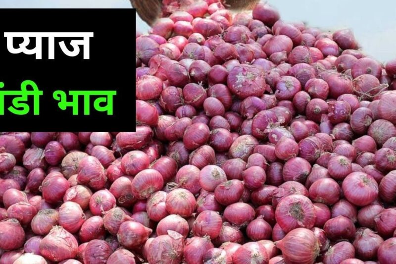 Pyaj Mandi Bhav 8 May 2026: देशभर में औसत भाव 2400 रुपये प्रति क्विंटल के पार, महाराष्ट्र और कर्नाटक में किसानों को मिल रही राहत, जानें राज्यवार पूरी डिटेल