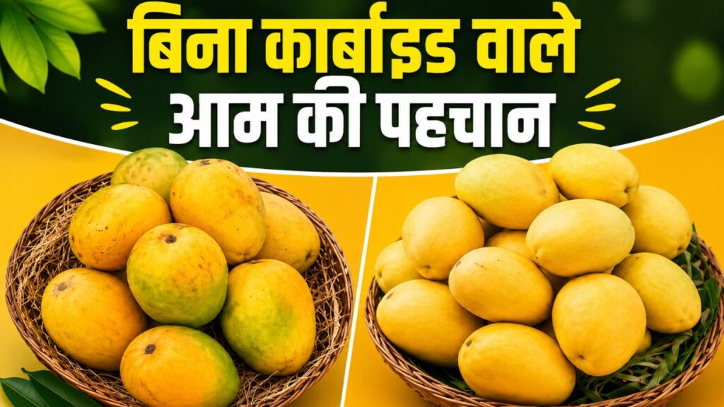 Safe Mangoes