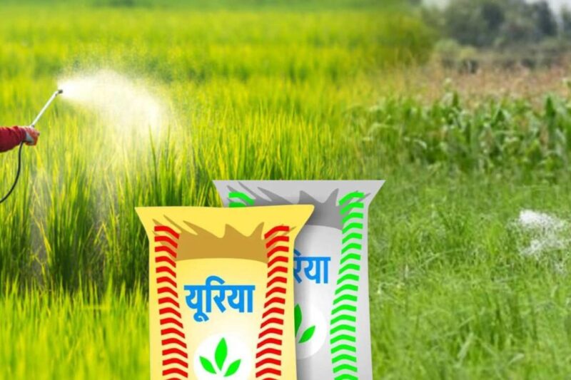 Urea Production in India: यूरिया उत्पादन पर सरकार का बड़ा बयान, ईरान युद्ध के बावजूद सप्लाई पूरी तरह दुरुस्त, खरीफ सीजन के लिए पर्याप्त स्टॉक तैयार