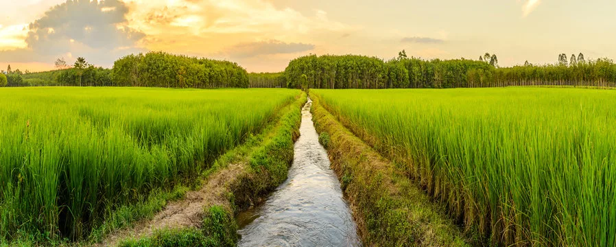 Rice paddy field with irrigation water