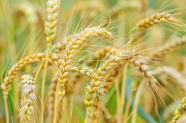 Close up of healthy wheat crop