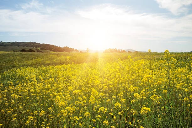 Mustard field in bloom