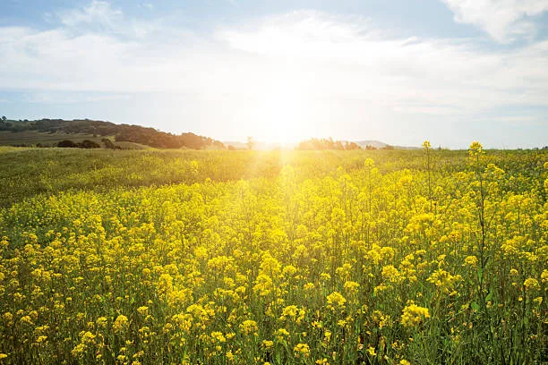 Mustard field in bloom