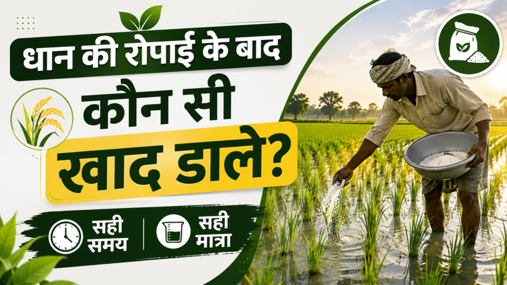 dhan ki ropai ke baad kaun si khad dale