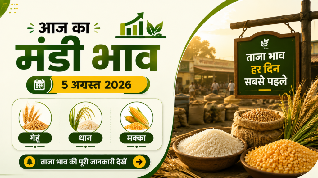 aaj ka mandi bhav 5 अगस्त 2026 - गेहूं धान मक्का सरसों भाव