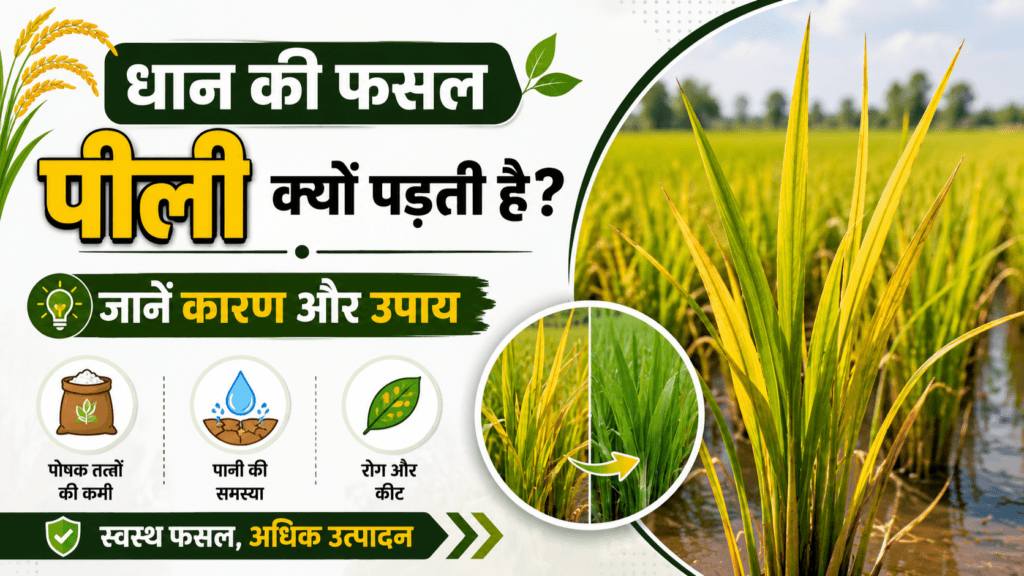 Paddy Crop Yellowing Causes and Solutions